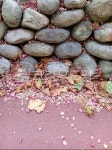 rock, 바위, 꽃잎, flower, rubble, 사진,이미지,일러스트,캘리그라피 - 하얀쪽배작가 크라우드픽 - 저작권 걱정 없는 상업용 이미지