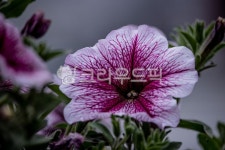 꽃, flower, 봄, 꽃잎, spring, 사진,이미지,일러스트,캘리그라피 - redant103작가 크라우드픽 - 저작권 걱정 없는 상업용 이미지