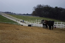 말, 목장, 울타리, 동물, 종마, 사진,이미지,일러스트,캘리그라피 - 귀리작가 크라우드픽 - 저작권 걱정 없는 상업용 이미지