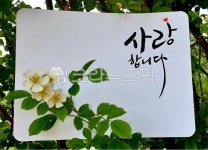 plant, 식물, 가정의달이미지공모전, 꽃, 사랑합니다, 사진,이미지,일러스트,캘리그라피 - 즐기는베짱이작가 크라우드픽 - 저작권 걱정 없는... 