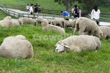 양, 양떼목장, sheep, 강원도, 대관령, 사진,이미지,일러스트,캘리그라피 - nearnights작가 크라우드픽 - 저작권 걱정 없는 상업용 이미지