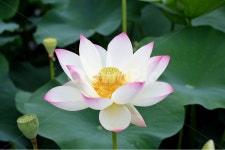 연꽃, 꽃, 분홍꽃, 풍경, 식물, 사진,이미지,일러스트,캘리그라피 - dsan0774작가 크라우드픽 - 저작권 걱정 없는 상업용 이미지