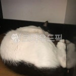 고양이, 펫, cat, pet, 동물, 사진,이미지,일러스트,캘리그라피 - NUTRIA작가 크라우드픽 - 저작권 걱정 없는 상업용 이미지