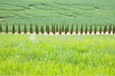 봄, 사이프러스나무, 목장, 감성, 농장, 사진,이미지,일러스트,캘리그라피 - 초록비 내리는 날작가 크라우드픽 - 저작권 걱정 없는 상업용 이미지