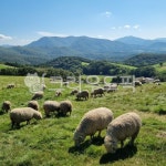 목장, 양, sheep, 목초지, 방목, 사진,이미지,일러스트,캘리그라피 - lsjung86작가 크라우드픽 - 저작권 걱정 없는 상업용 이미지