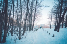 snow, 눈, winter, 겨울, nature, 사진,이미지,일러스트,캘리그라피 - anshapic작가 크라우드픽 - 저작권 걱정 없는 상업용 이미지