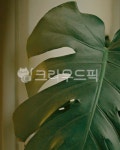 꽃, 여름, 몬스테라, 식물, 인테리어, 사진,이미지,일러스트,캘리그라피 - mina95090작가 크라우드픽 - 저작권 걱정 없는 상업용 이미지