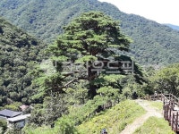 소나무, 뱀사골, 천년송, 나무, tree, 사진,이미지,일러스트,캘리그라피 - ycaptain21작가 크라우드픽 - 저작권 걱정 없는 상업용 이미지