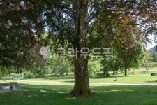 공원, 나무, 잔디, 식물, 그늘, 사진,이미지,일러스트,캘리그라피 - Anthony Khim작가 크라우드픽 - 저작권 걱정 없는 상업용 이미지