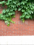 brick, 벽돌, wall, 벽, 담쟁이, 사진,이미지,일러스트,캘리그라피 - OAO작가 크라우드픽 - 저작권 걱정 없는 상업용 이미지