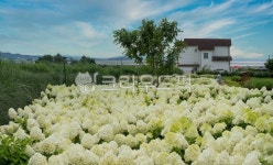 하얀수국, 수국꽃, 공원, 정원, 꽃밭, 사진,이미지,일러스트,캘리그라피 - 서은작가 크라우드픽 - 저작권 걱정 없는 상업용 이미지