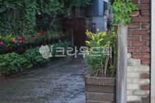 plant, green, 식물, 초록, brick, 사진,이미지,일러스트,캘리그라피 - joyfulharu작가 크라우드픽 - 저작권 걱정 없는 상업용 이미지