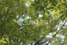 느티나무, 잎, 초록, leaf, tree, 사진,이미지,일러스트,캘리그라피 - joyfulharu작가 크라우드픽 - 저작권 걱정 없는 상업용 이미지