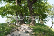 언덕, 나무, 공원, 잔디, 그늘, 사진,이미지,일러스트,캘리그라피 - HappyLemon작가 크라우드픽 - 저작권 걱정 없는 상업용 이미지