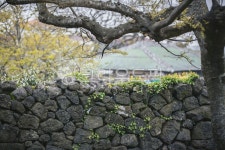 제주, 제주도, 돌담, 시골, 시골풍경, 사진,이미지,일러스트,캘리그라피 - JackyPhoto작가 크라우드픽 - 저작권 걱정 없는 상업용 이미지