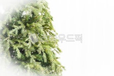 tree, 나무, pine, 소나무, 크리스마스트리, 사진,이미지,일러스트,캘리그라피 - Arusha작가 크라우드픽 - 저작권 걱정 없는 상업용 이미지