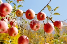 사과, 과일, 음식, 열매, apple, 사진,이미지,일러스트,캘리그라피 - 카메라든오빠작가 크라우드픽 - 저작권 걱정 없는 상업용 이미지