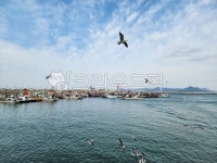 waterfront, 항구, 해안가, 새, water, 사진,이미지,일러스트,캘리그라피 - hw823260작가 크라우드픽 - 저작권 걱정 없는 상업용 이미지