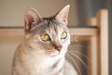 고양이, 클로즈업, 얼굴, 냥이, 냥, 사진,이미지,일러스트,캘리그라피 - 양작가작가 크라우드픽 - 저작권 걱정 없는 상업용 이미지