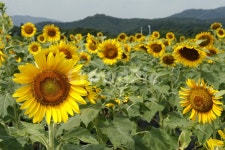 해바라기, 꽃, 여름, 풍경, 군락지, 사진,이미지,일러스트,캘리그라피 - 양기리작가 크라우드픽 - 저작권 걱정 없는 상업용 이미지