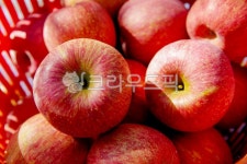 사과, 과일, 음식, 열매, apple, 사진,이미지,일러스트,캘리그라피 - 카메라든오빠작가 크라우드픽 - 저작권 걱정 없는 상업용 이미지