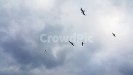 하늘, 구름, 갈매기, 날다, 우울한, 사진,이미지,일러스트,캘리그라피 - 포엔프작가 크라우드픽 - 저작권 걱정 없는 상업용 이미지