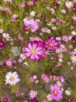 꽃, 코스모스, flower, 코스모스꽃, cosmos, 사진,이미지,일러스트,캘리그라피 - 별과무지개작가 크라우드픽 - 저작권 걱정 없는 상업용 이미지