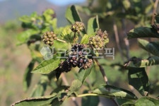 과일, 식물, 약초, 가시오가피, 가시오가피열매, 사진,이미지,일러스트,캘리그라피 - Nmaejangdot작가 크라우드픽 - 저작권 걱정 없는 상업용... 