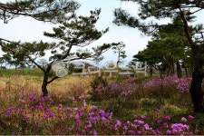 nature, 자연, outdoors, 옥외, 고창학원농장, 사진,이미지,일러스트,캘리그라피 - 영산공작가 크라우드픽 - 저작권 걱정 없는 상업용 이미지