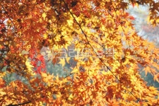 가을, 단풍, 단풍나무, 감성, 계절, 사진,이미지,일러스트,캘리그라피 - Chul2작가 크라우드픽 - 저작권 걱정 없는 상업용 이미지