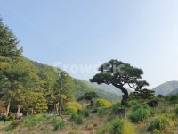 자연, 소나무, 나무, 식물원, 수목원, 사진,이미지,일러스트,캘리그라피 - 사진으로 떠나자작가 크라우드픽 - 저작권 걱정 없는 상업용 이미지