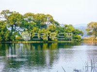 강가, 물가, 반영, tree, 나무, 사진,이미지,일러스트,캘리그라피 - Ngowjd770703작가 크라우드픽 - 저작권 걱정 없는 상업용 이미지