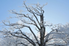 눈, 겨울, snow, tree, 나무, 사진,이미지,일러스트,캘리그라피 - 033작가 크라우드픽 - 저작권 걱정 없는 상업용 이미지