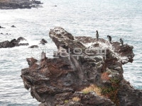 용두암, 가마우찌, 제주도, 용두암해변, 가마우찌배설물, 사진,이미지,일러스트,캘리그라피 - yoochoo작가 크라우드픽 - 저작권 걱정 없는... 