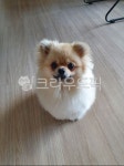 강아지, 포메라니안, 귀여움, 애견, 댕댕이, 사진,이미지,일러스트,캘리그라피 - 펑키스타일작가 크라우드픽 - 저작권 걱정 없는 상업용 이미지