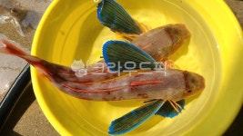 물고기, 성대, 달갱이, fish, 생선, 사진,이미지,일러스트,캘리그라피 - Ban Kim작가 크라우드픽 - 저작권 걱정 없는 상업용 이미지