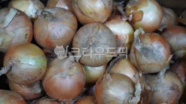 양파, 채소, 야채, 다마네기, 식물, 사진,이미지,일러스트,캘리그라피 - 브레이크타임작가 크라우드픽 - 저작권 걱정 없는 상업용 이미지