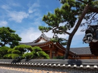 전통문화, 한국전통, 전통한옥, 한옥과소나무, 소나무, 사진,이미지,일러스트,캘리그라피 - 모찌모찌작가 크라우드픽 - 저작권 걱정 없는 상업용... 