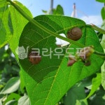 콩나무, 달팽이, 콩잎, 하늘, 줄기, 사진,이미지,일러스트,캘리그라피 - 바람과바다작가 크라우드픽 - 저작권 걱정 없는 상업용 이미지