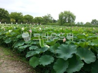 green, leaf, 잎, 정원, 녹색, 사진,이미지,일러스트,캘리그라피 - volky78작가 크라우드픽 - 저작권 걱정 없는 상업용 이미지