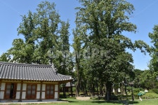 풍경, 허난설헌, 가을, 기와, 한옥, 사진,이미지,일러스트,캘리그라피 - 제노91작가 크라우드픽 - 저작권 걱정 없는 상업용 이미지