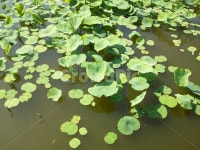 연꽃, 산책, 연못, 공원, 물풀, 사진,이미지,일러스트,캘리그라피 - RUSSKY작가 크라우드픽 - 저작권 걱정 없는 상업용 이미지