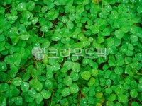 green, 녹색, leaf, 잎, 세잎클로버, 사진,이미지,일러스트,캘리그라피 - 10mmgrid작가 크라우드픽 - 저작권 걱정 없는 상업용 이미지