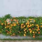 꽃, 노란꽃, 들꽃, 잡초, 뜰, 사진,이미지,일러스트,캘리그라피 - tkfkdgi2004작가 크라우드픽 - 저작권 걱정 없는 상업용 이미지