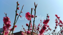 봄꽃, spring, plant, flawer, 꽃, 사진,이미지,일러스트,캘리그라피 - Nnabyzzang작가 크라우드픽 - 저작권 걱정 없는 상업용 이미지