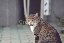 고양이, 호랑이고양이, 길고양이, 애묘, 동물, 사진,이미지,일러스트,캘리그라피 - Ncubible작가 크라우드픽 - 저작권 걱정 없는 상업용 이미지