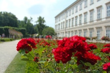 장미, 장미정원, 정원, 오스트렐리아, 유럽, 사진,이미지,일러스트,캘리그라피 - 비글윰작가 크라우드픽 - 저작권 걱정 없는 상업용 이미지