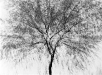 나무, 버드나무, 다중촬영, tree, 흑백나무, 사진,이미지,일러스트,캘리그라피 - kims story작가 크라우드픽 - 저작권 걱정 없는 상업용 이미지