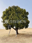 tree, 나무, 나홀로나무, 나무한그루, 자연, 사진,이미지,일러스트,캘리그라피 - 쟌디작가 크라우드픽 - 저작권 걱정 없는 상업용 이미지
