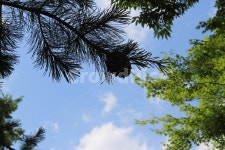 tree, 나무, 하늘, 구름, 식물, 사진,이미지,일러스트,캘리그라피 - Njjw47작가 크라우드픽 - 저작권 걱정 없는 상업용 이미지